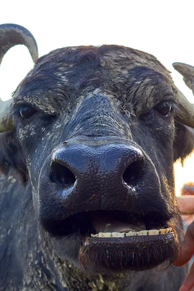 Water Buffalo Bubalus Bubalis Muzzle Closeup Portrait Buffalo Wildlife Funny — Stok fotoğraf