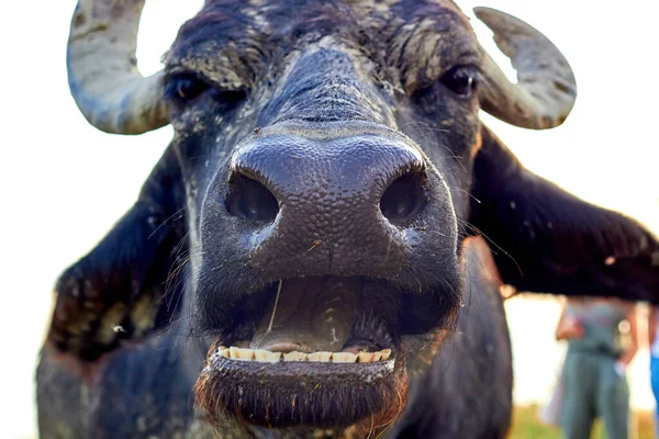 Water Buffalo Bubalus Bubalis Muzzle Closeup Portrait Buffalo Wildlife Funny — Stok fotoğraf