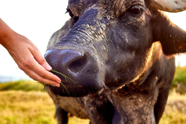 Woman Hand Feeding Water Buffalo Bubalus Bubalis Water Buffalo Muzzle — Stok fotoğraf