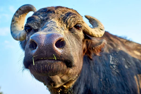 Water Buffalo Bubalus Bubalis Muzzle Closeup Portrait Buffalo Wildlife Funny — Stok fotoğraf