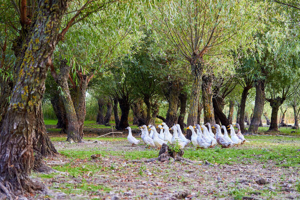 A flock of white domestic geese walking in the meadow between the trees. Rural landscape. Flock of birds