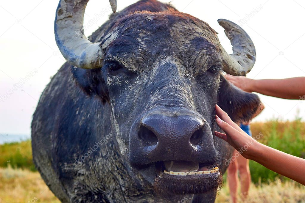 Human hand stroke water buffalo's (Bubalus bubalis) head. Close up water buffalo muzzle
