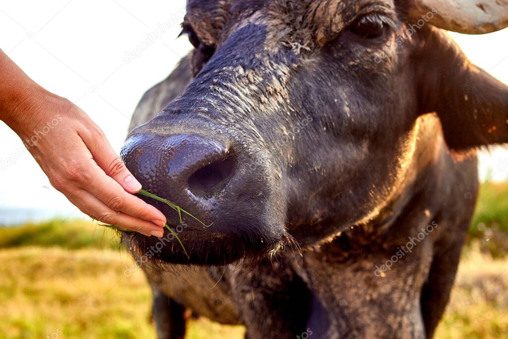 Woman's hand is feeding a water buffalo (Bubalus bubalis). Water buffalo muzzle close up.