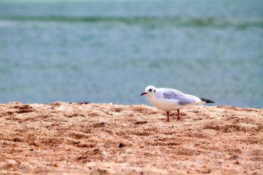 Lonely seagull on the sand near the sea shore.