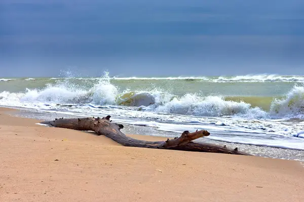 Sea Waves Beach Yellow Sand Flooded Tree Snag Driftwood Cloudy — Zdjęcie stockowe