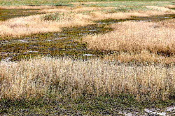 Grasses Growing White Alkali Soil — Foto Stock