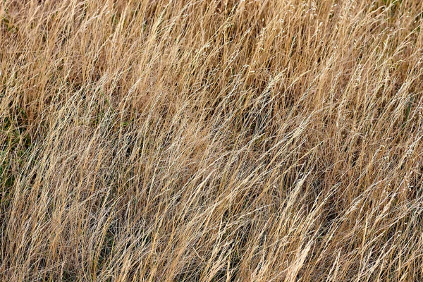 Texture Dry Grass Growing Salt Marshes — Foto Stock