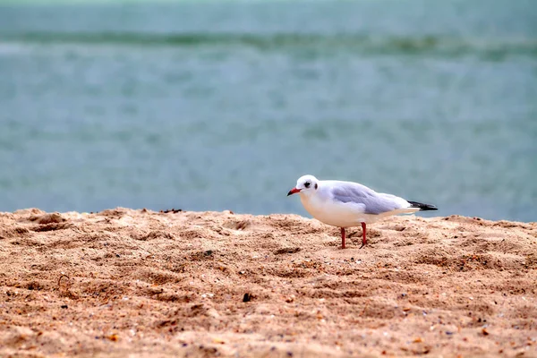 Lonely Seagull Sand Sea Shore — Stock Photo, Image