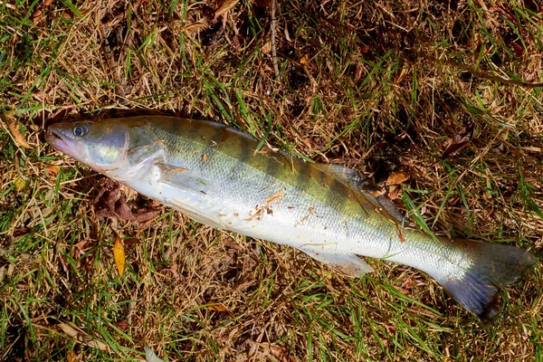 Walleye Lucio Perca Hierba Verde Amarilla Seca —  Fotos de Stock