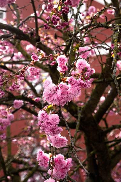 Sakura Primavera Germania — Foto Stock