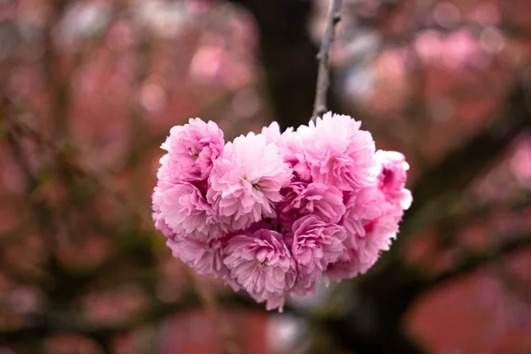 Spring Sakura Germany — Stock Photo, Image