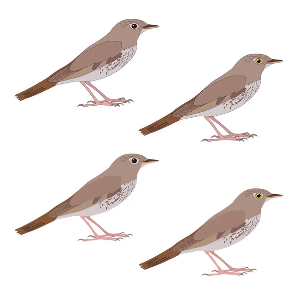 Set Nachtigall Vogel Cartoon Realistisches Bild Strich Bunten Singvogel — Stockvektor