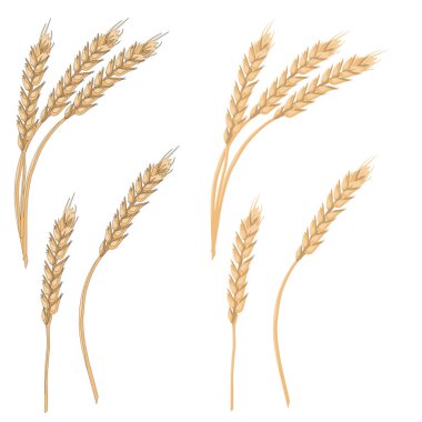 Tahıl hasadının sembolü olarak olgunlaşmış buğday tohumu olan tek sarı kulak.