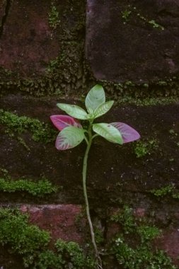 Eski bir duvarda küçük bir bitki