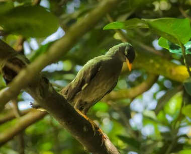 Javan Myna (Acridotheres javanicus), Myna familyasından bir Myna türüdür. Starling ailesinin bir üyesidir. Baliand Java 'nın yerlisi..