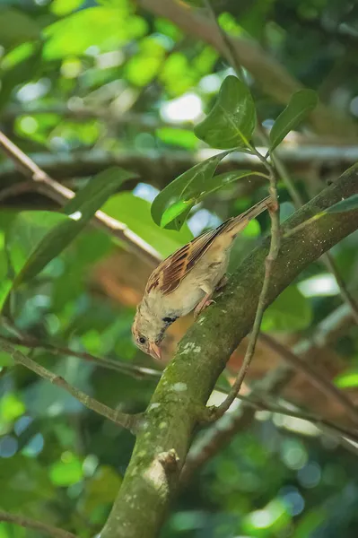 Een Old World Female Sparrow Zit Een Tak Van Een — Stockfoto