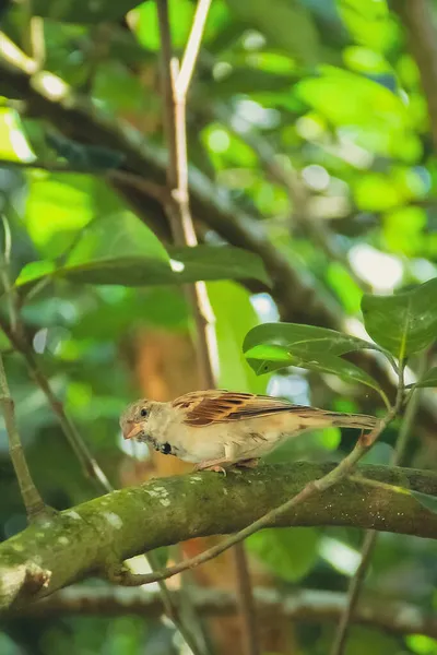 Een Old World Female Sparrow Zit Een Tak Van Een — Stockfoto