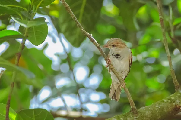 Een Old World Female Sparrow Zit Een Tak Van Een — Stockfoto