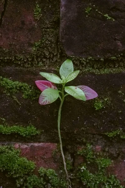 Eski bir duvarda küçük bir bitki