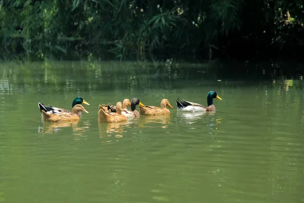 Ördekler grup halinde yüzüyor. Bu fotoğraf Bangladeş, Noakhali 'de bir kırsal alanda çekildi.