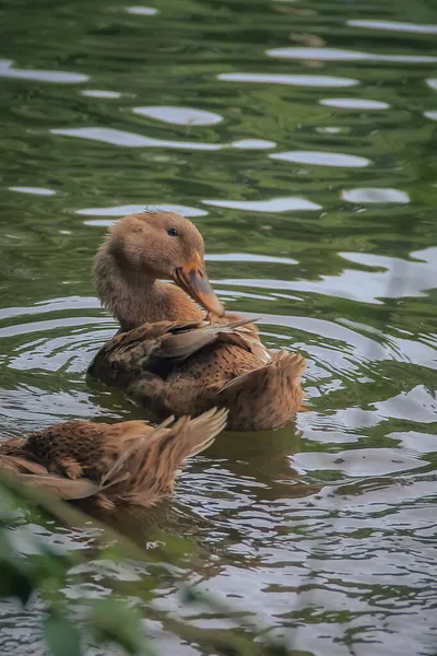 Ördekler suda. Asya alt kıtalarında çok yaygın bir kuş.