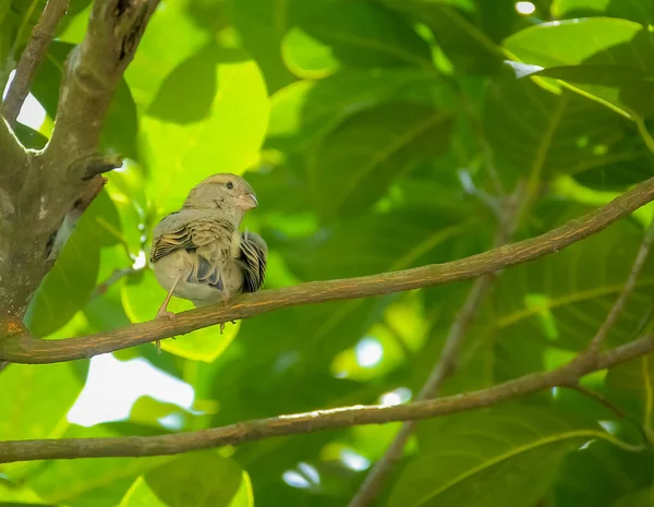 구세계 스패로우 스패로우 Old World Sparrows 지나가는 새들의 모임으로 Passeridae — 스톡 사진