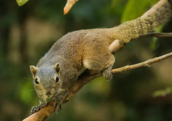 Ardilla Gris Oriental También Conocida Como Ardilla Gris Dependiendo Región — Foto de Stock