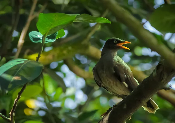 Javan Myna (Acridotheres javanicus), Myna familyasından bir Myna türüdür. Starling ailesinin bir üyesidir. Baliand Java 'nın yerlisi..