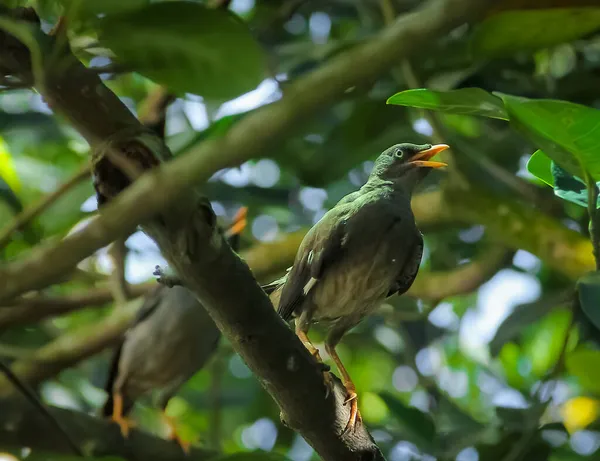 Javan Myna (Acridotheres javanicus), Myna familyasından bir Myna türüdür. Starling ailesinin bir üyesidir. Baliand Java 'nın yerlisi..
