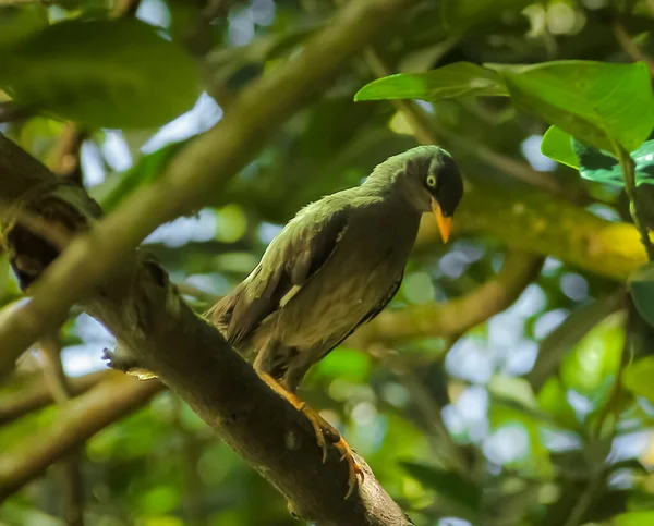 Javan Myna (Acridotheres javanicus), Myna familyasından bir Myna türüdür. Starling ailesinin bir üyesidir. Baliand Java 'nın yerlisi..