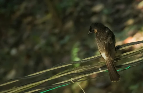 Птах Бульбашка Сидить Даху Забрані Сільської Місцевості Бангладеш — стокове фото