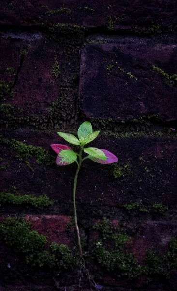 Uma Pequena Árvore Foi Cultivada Uma Parede Velha — Fotografia de Stock