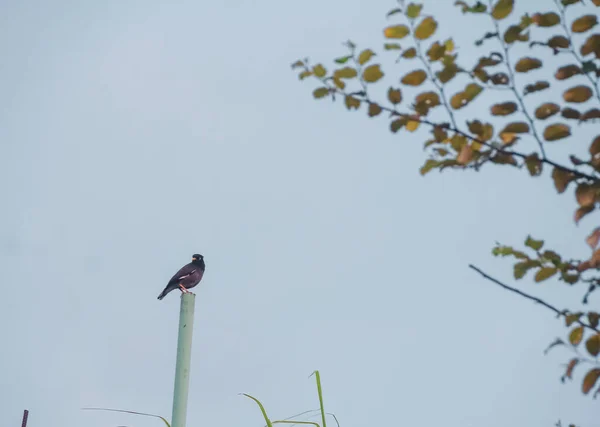 Pássaro Típico Myna Índia — Fotografia de Stock