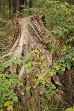 Yazın sonlarında yağmur sonrası orman kökü