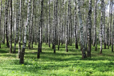 Yaz sonlarında huş ağacı ormanı