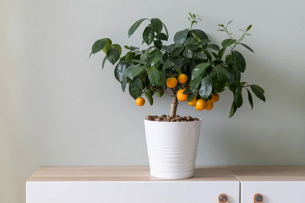 Petit Mandarinier Avec Beaucoup Fruits Mûrs Intérieur Maison Décoration Jardinage — Photo