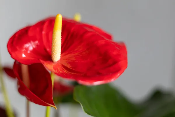 Zbliżenie Kwiat Anthurium Czerwony Kwiat Kształcie Serca Ogrodnictwo Skupienie Selektywne — Zdjęcie stockowe