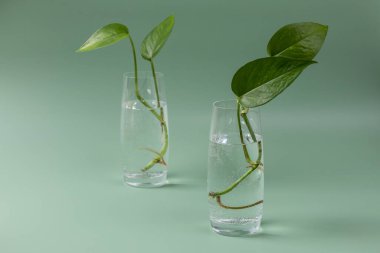 Two glasses with sprouts of home plant Epipremnum. Preparation for planting. Home gardening. clipart