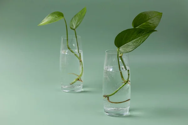 Two Glasses Sprouts Home Plant Epipremnum Preparation Planting Home Gardening — Zdjęcie stockowe