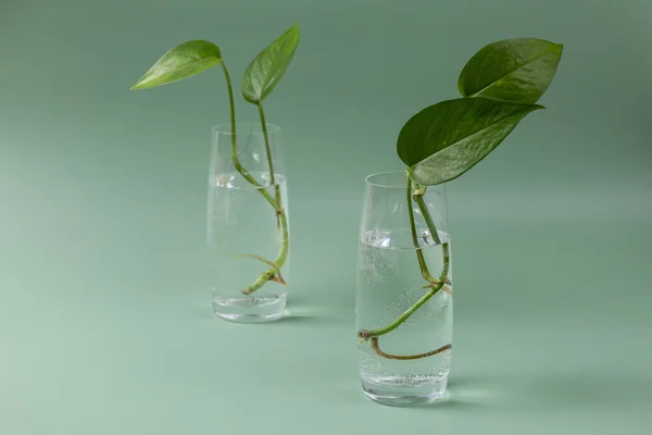 Two glasses with sprouts of home plant Epipremnum. Preparation for planting. Home gardening.