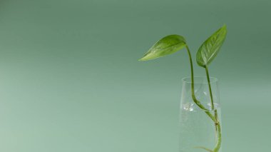 Green background with young shoots of home plant Epipremnum in a glass of water. New life, ecology concept. Banner with copy space.