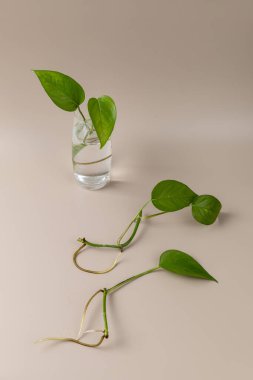 Epipremnum sprouts with roots, ready for transplant. Vertical photo, home gardening concept.