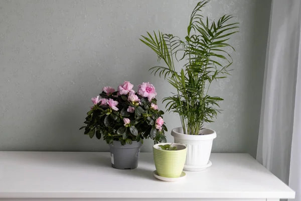 Plantes maison à l'intérieur de la maison. — Photo