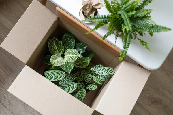 Diverses plantes à la maison dans une boîte en carton, vue de dessus. Livraison de nouvelles usines. — Photo