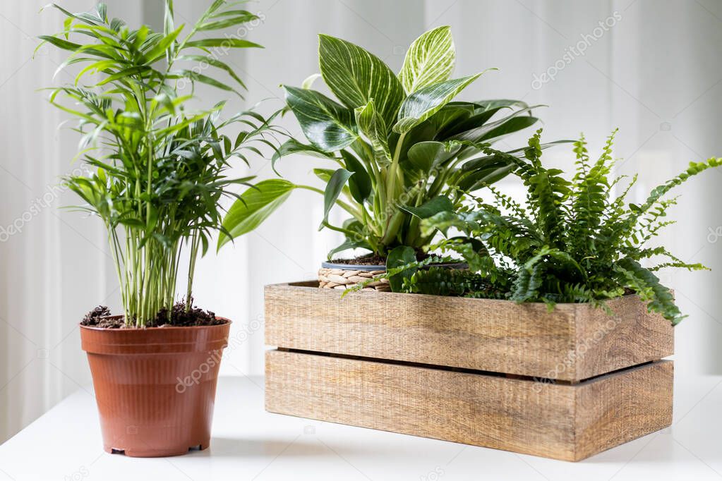 Houseplants in wooden box and shipping pot, home gardening. Selective focus.