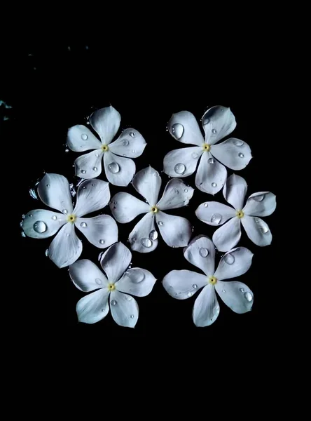 Black White Flower Beautiful Flowers — Zdjęcie stockowe