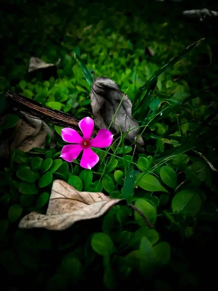 Mooie Paarse Bloemen Tuin — Stockfoto