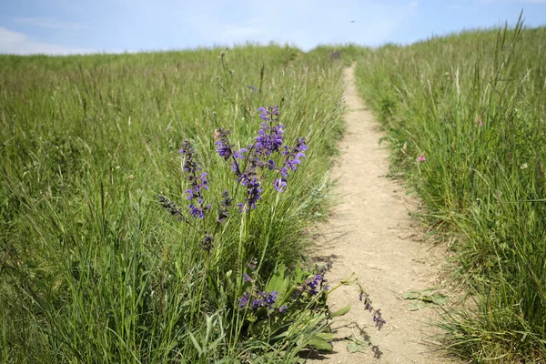 Çiçekli bahar çayırı