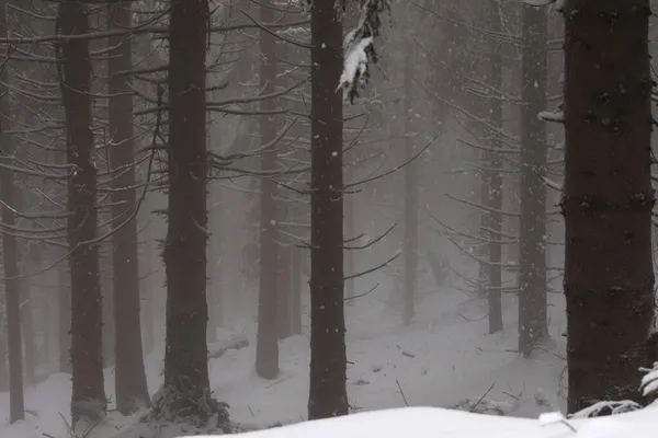 Karlı ve sisli orman