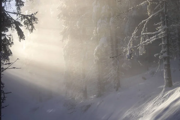 Kar, kış, güneş, orman